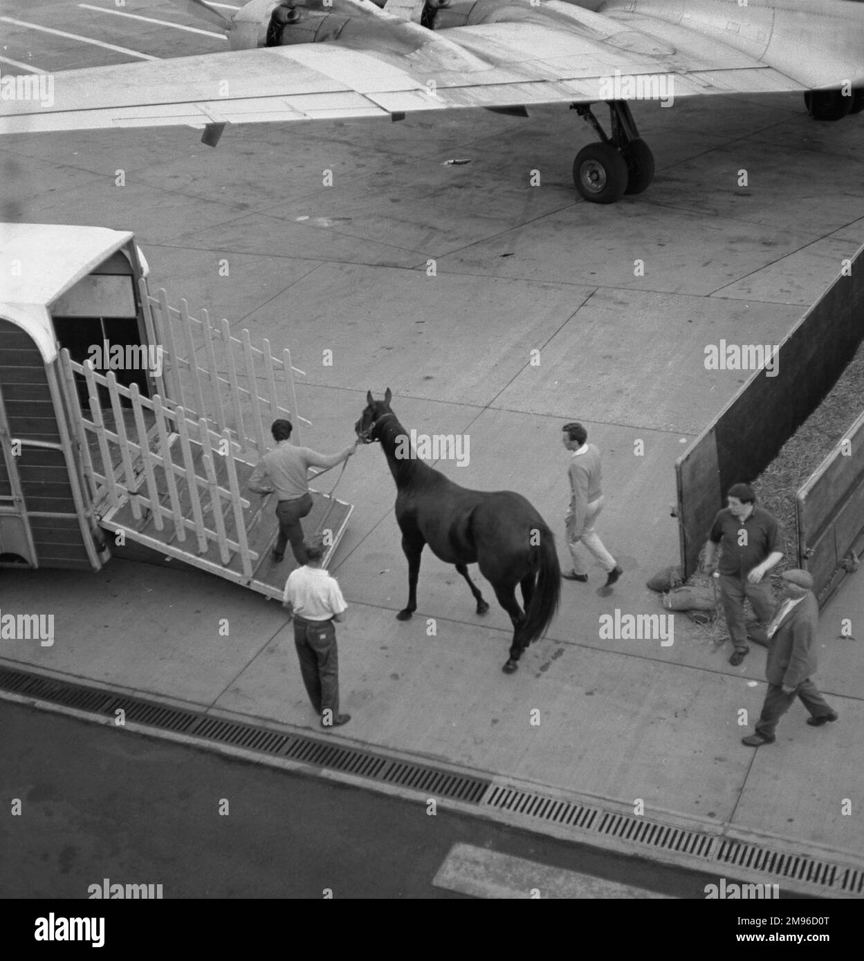 Transfer eines Rennpferdes von einem Flugzeug zu einer Pferdebox am Flughafen Gatwick, West Sussex. Stockfoto