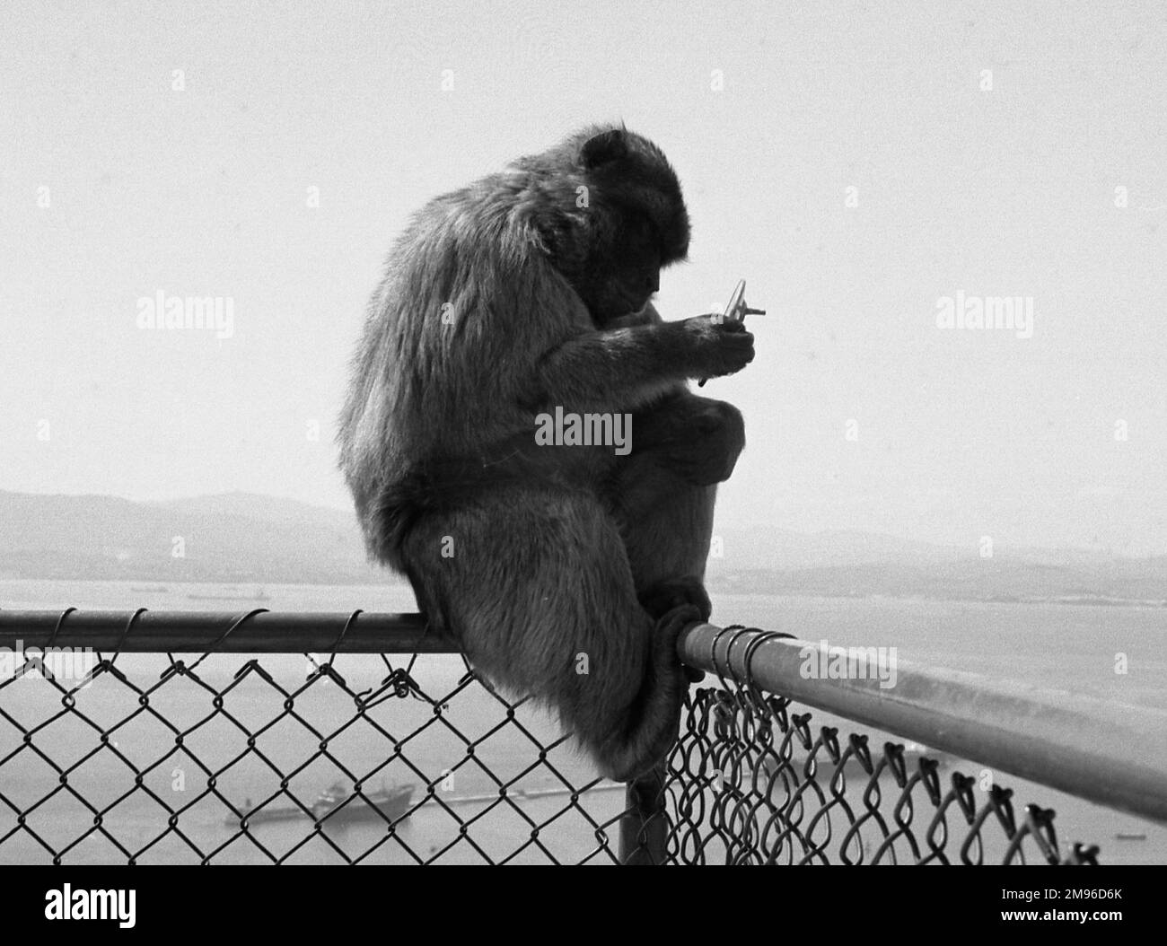 Ein Affe, der auf einem Zaun sitzt, wahrscheinlich auf der Insel Gibraltar. Sie schaut sich etwas genau an, das sie in ihren Händen hält. Stockfoto