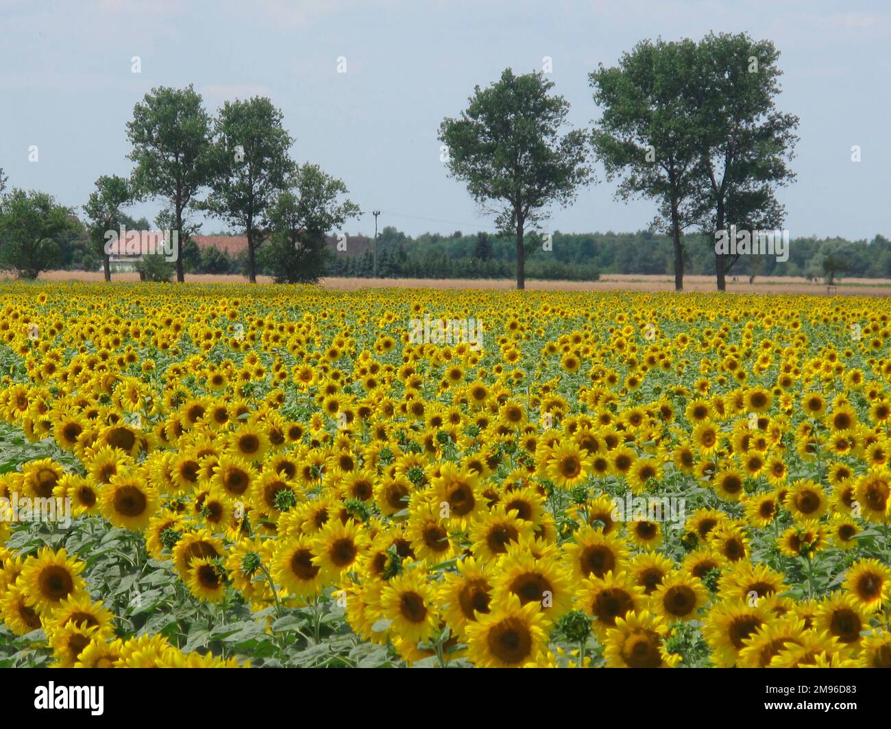 Blick über ein Sonnenblumenfeld in der Nähe der Stadt Riesa im Bundesland Sachsen. Stockfoto