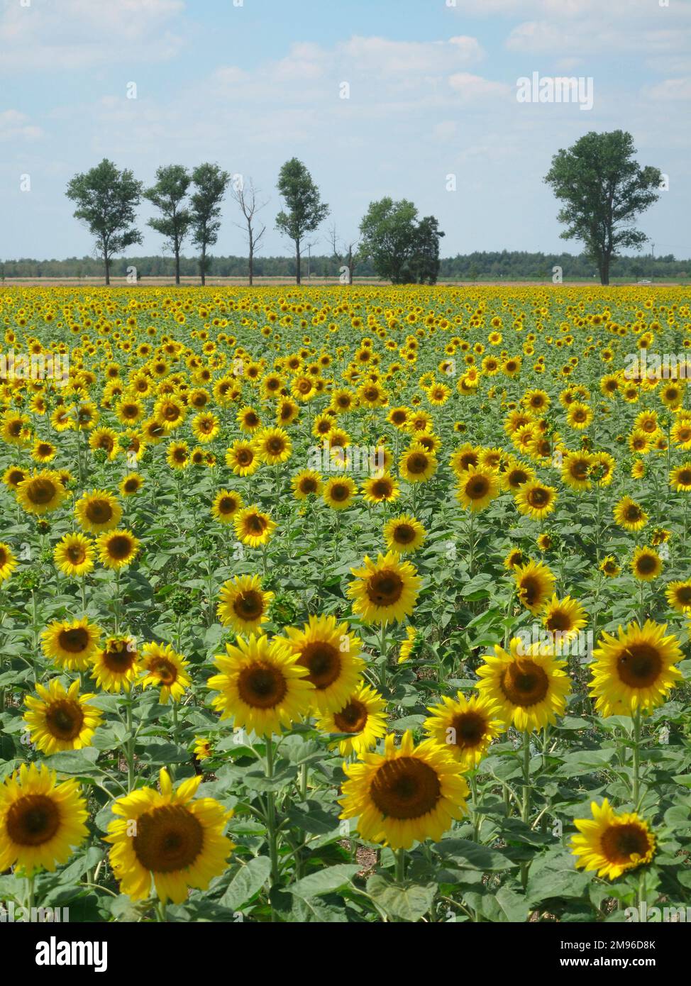 Blick über ein Sonnenblumenfeld in der Nähe der Stadt Riesa im Bundesland Sachsen. Stockfoto