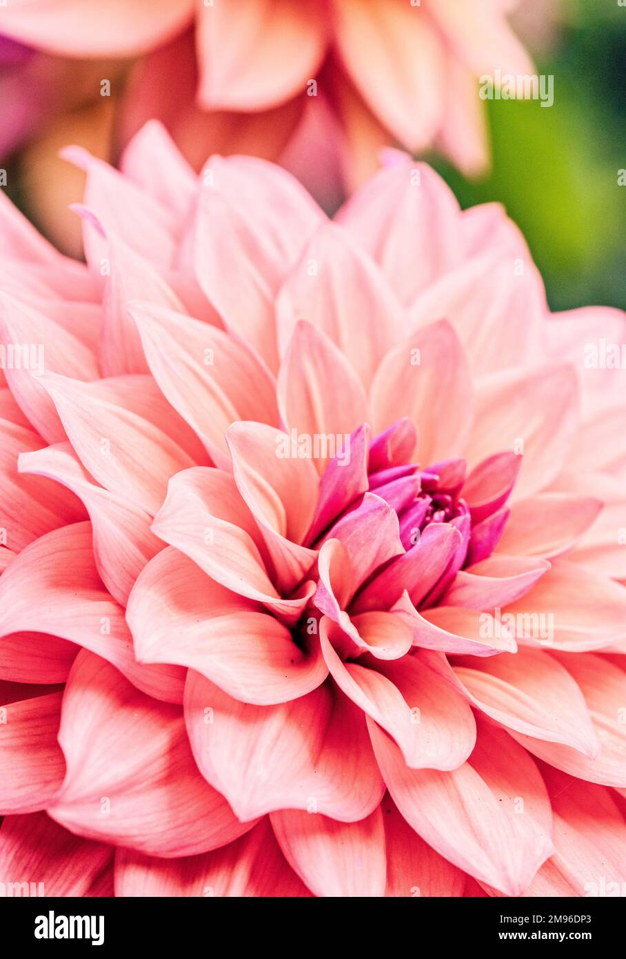 Wunderschöne Pink Dahlias an den Blumengrenzen des Rousham House, Oxfordshire. Stockfoto