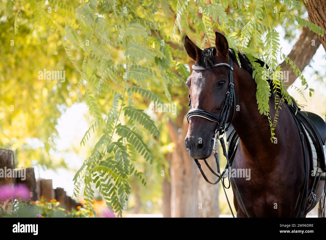Gesichtsbild eines dressurpferdes spanischen Pferdehengstes, das durch die Äste eines Baumes blickt Stockfoto