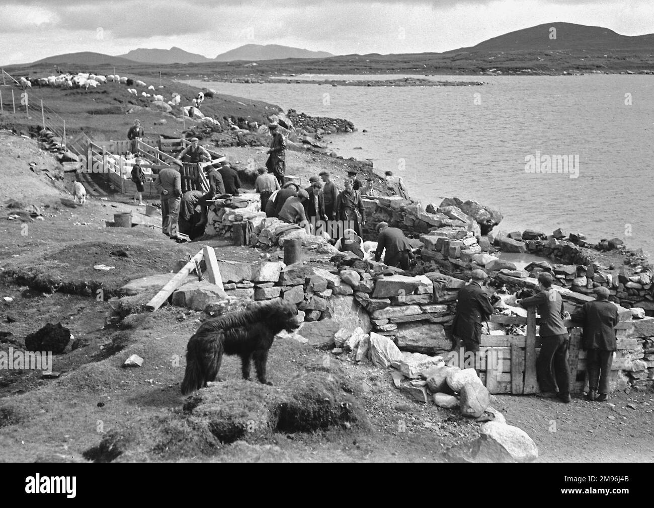 Schäfer in North Uist, Äußere Hebriden, Schottland. Einige Schafe sind in Buchten, andere laufen frei im Hintergrund herum. Stockfoto
