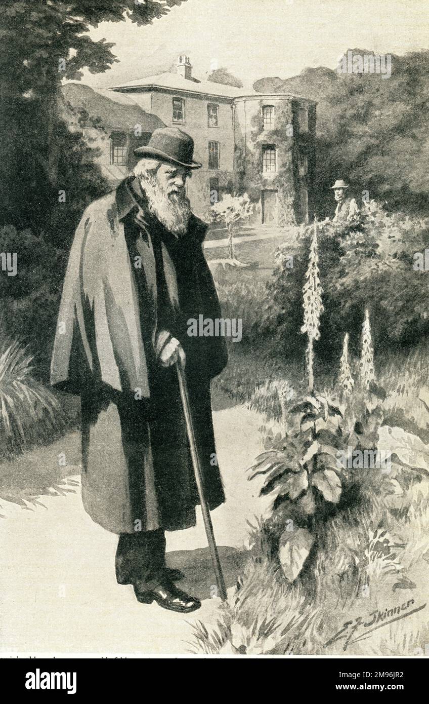 Darwin in seinem Garten Stockfoto