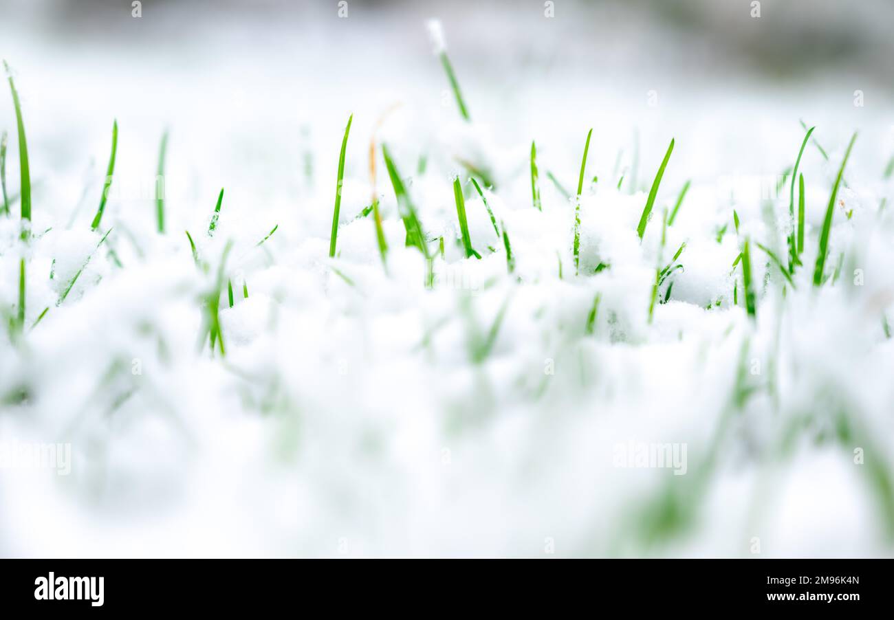 Frisches grünes Gras unter dem gefallenen Schnee. Grünes Gras wächst unter dem Schnee. Niedriger Winkel, Platz für Text, Hallo Frühling, auf Wiedersehen Winterkonzept. Schneegras. Stockfoto
