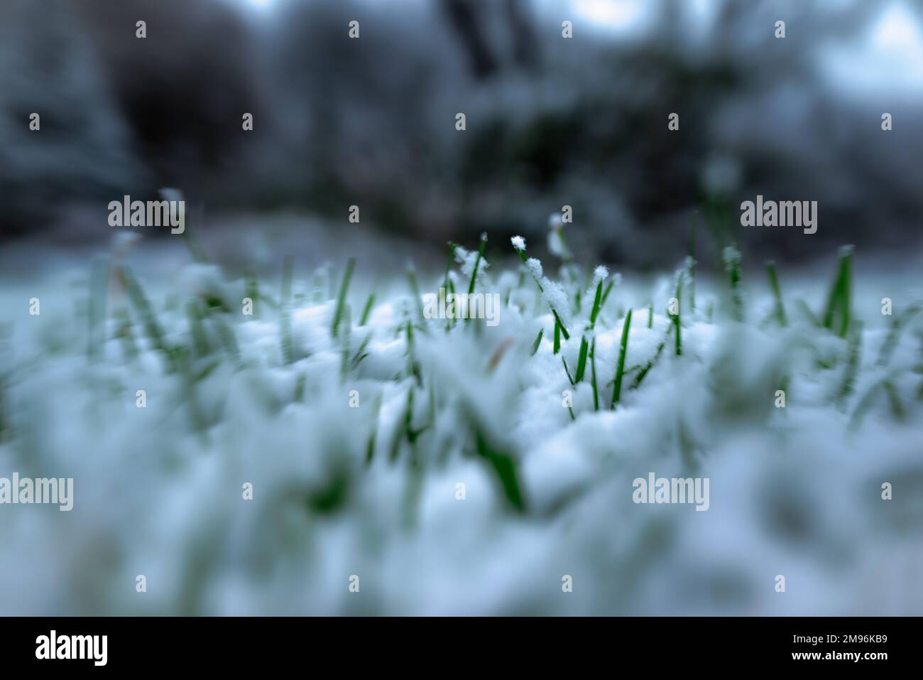 Frisches grünes Gras unter dem gefallenen Schnee. Grünes Gras wächst unter dem Schnee. Niedriger Winkel, Platz für Text, Hallo Frühling, auf Wiedersehen Winterkonzept. Schneegras. Stockfoto