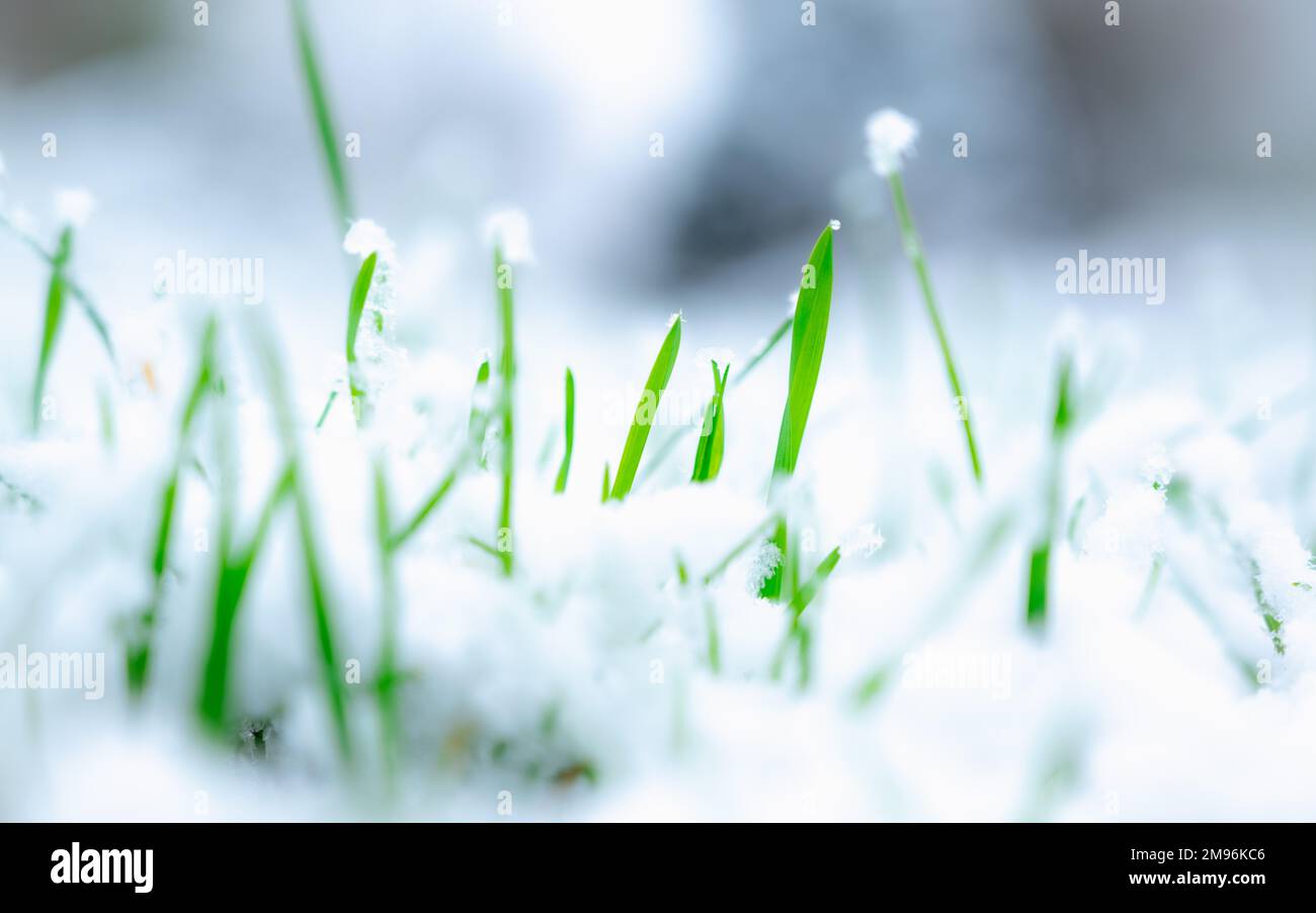 Frisches grünes Gras unter dem gefallenen Schnee. Grünes Gras wächst unter dem Schnee. Niedriger Winkel, Platz für Text, Hallo Frühling, auf Wiedersehen Winterkonzept. Schneegras. Stockfoto