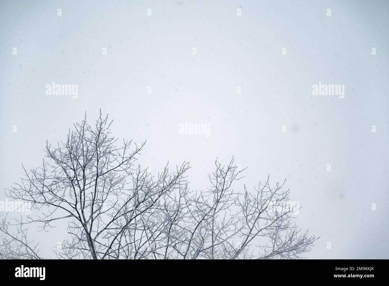 Winterlandschaft mit herabfallendem Schnee. Winterlandschaft. Fallender Schnee von unten gesehen. Stockfoto