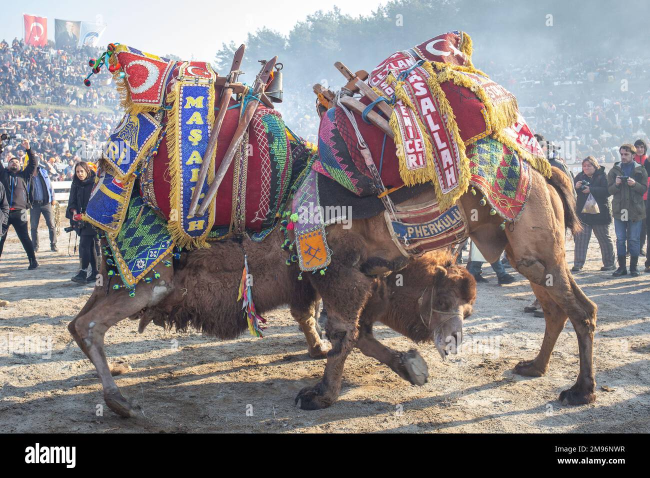 15. Januar 2023: Die Kamele in der Arena und ihre Besitzer, Schiedsrichter und Beamten verfolgen sie während des Ringkampfes beim traditionellen Kamelwrestling-Festival 41. in Selcuk, Aydin, Türkei, am 15. Januar 2023. Im Januar findet jedes Jahr die jährliche Kamelwrestling-Meisterschaft statt, die nur wenige Kilometer von Ephesus entfernt stattfindet, der Stätte der antiken griechischen Ruinen in der Nähe von Selcuk in der Türkei. Sie läuft bis Ende März, wenn ein Kamel bei einer siegreichen Feier als Sieger ausgewählt wird. (Kreditbild: © Tolga Ildun/ZUMA Press Wire) NUR REDAKTIONELLE VERWENDUNG! Nicht für den kommerziellen GEBRAUCH! Stockfoto