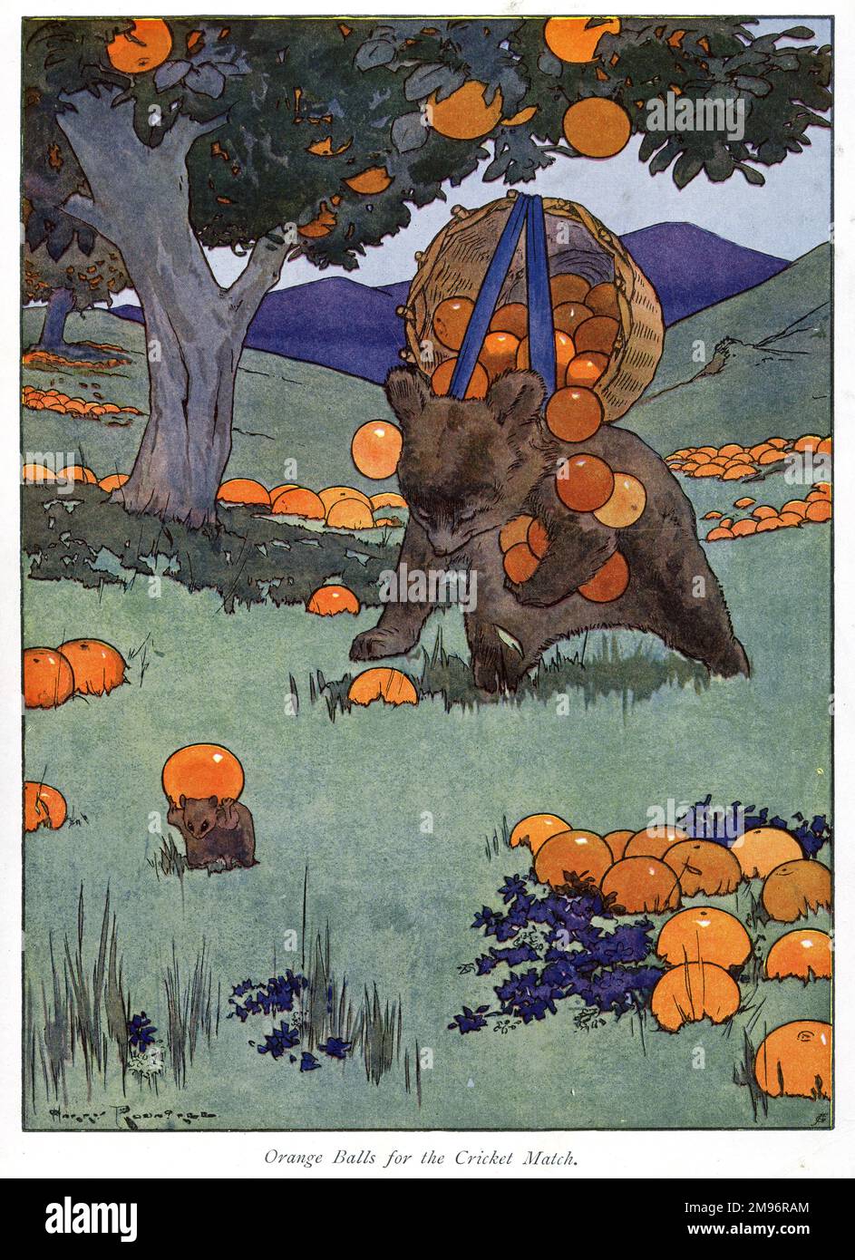 Pug Peter -- Orangenbälle für das Cricket Match. Ein Bär, der gefallene Orangen sammelt. Stockfoto
