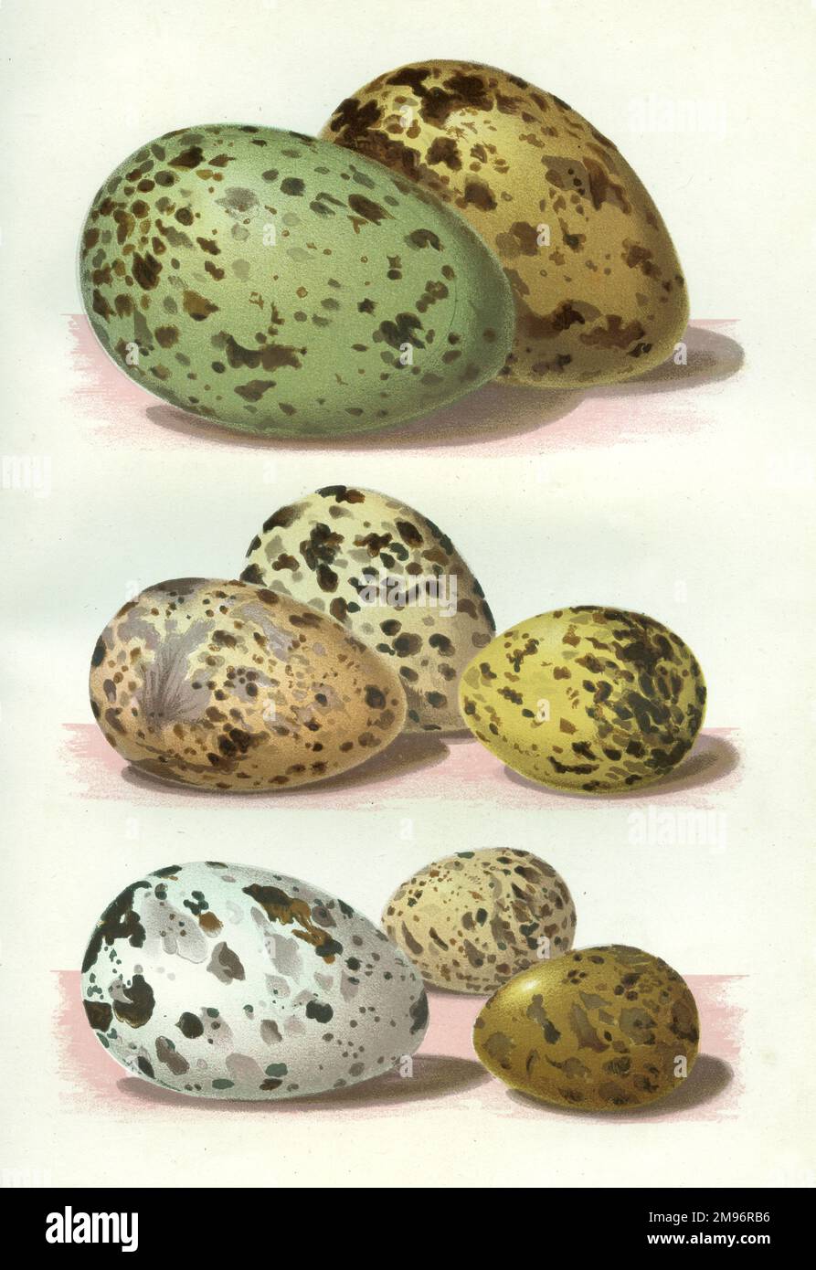 Die Eier britischer Vögel -- gemischte Eier in verschiedenen Farben und Größen. Stockfoto