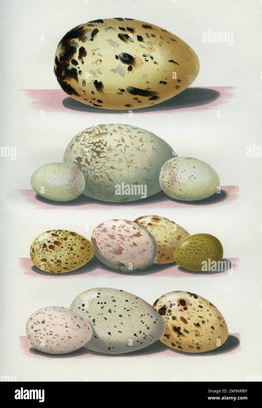 Die Eier britischer Vögel -- gemischte Eier in verschiedenen Farben und Größen. Stockfoto