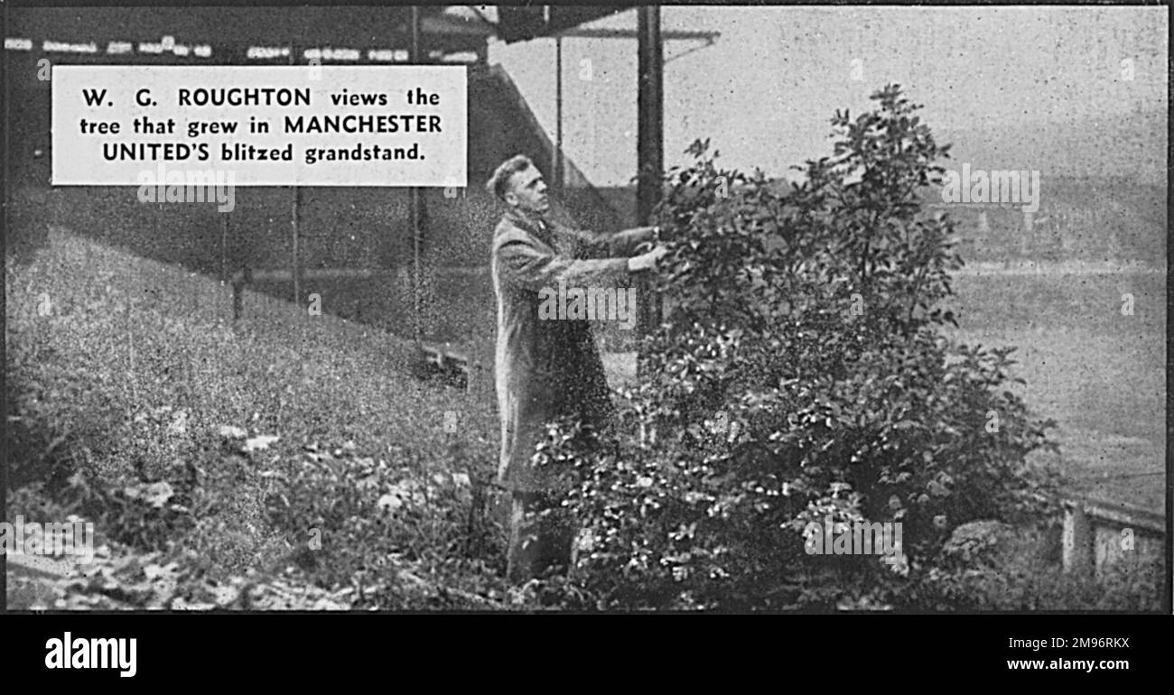 Der beschädigte Hauptstand in Old Trafford, der Heimat des Manchester United Football Clubs. W G Roughton blickt auf den Baum, der in der Haupttribüne gewachsen ist. Stockfoto