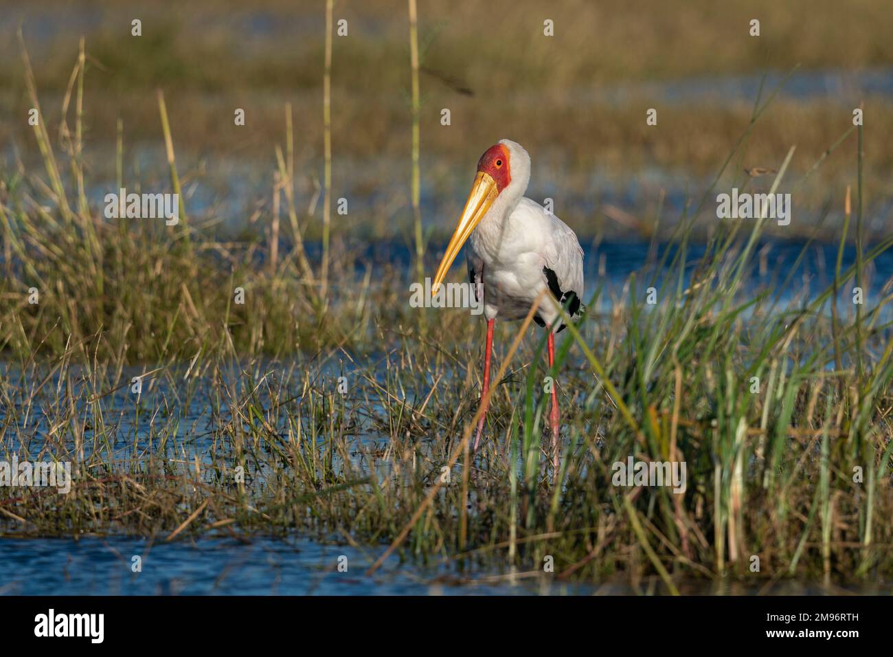Yellow-billed Stork (mycteria Ibis), Chobe National Park, Botswana. Stockfoto