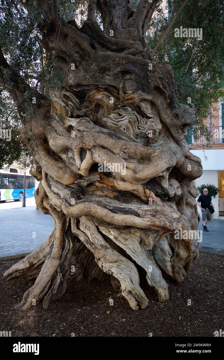 Palma, Mallorca, Spanien, ein alter Olivenbaum, siuiert vor dem Rat von  Mallorca Stockfotografie - Alamy