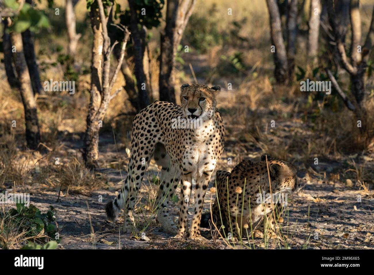 Zwei Geparden (Acinonyx jubatus), die sich ausruhen, Savuti, Chobe-Nationalpark, Botsuana. Stockfoto