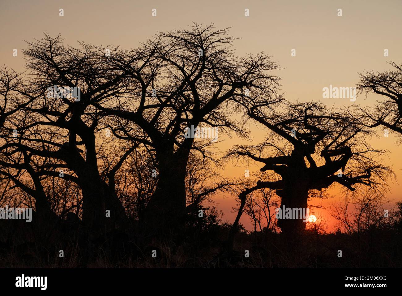 Baobab (Adansonia sp.) in der Savanne bei Sonnenuntergang, Savuti, Chobe-Nationalpark, Botsuana. Stockfoto