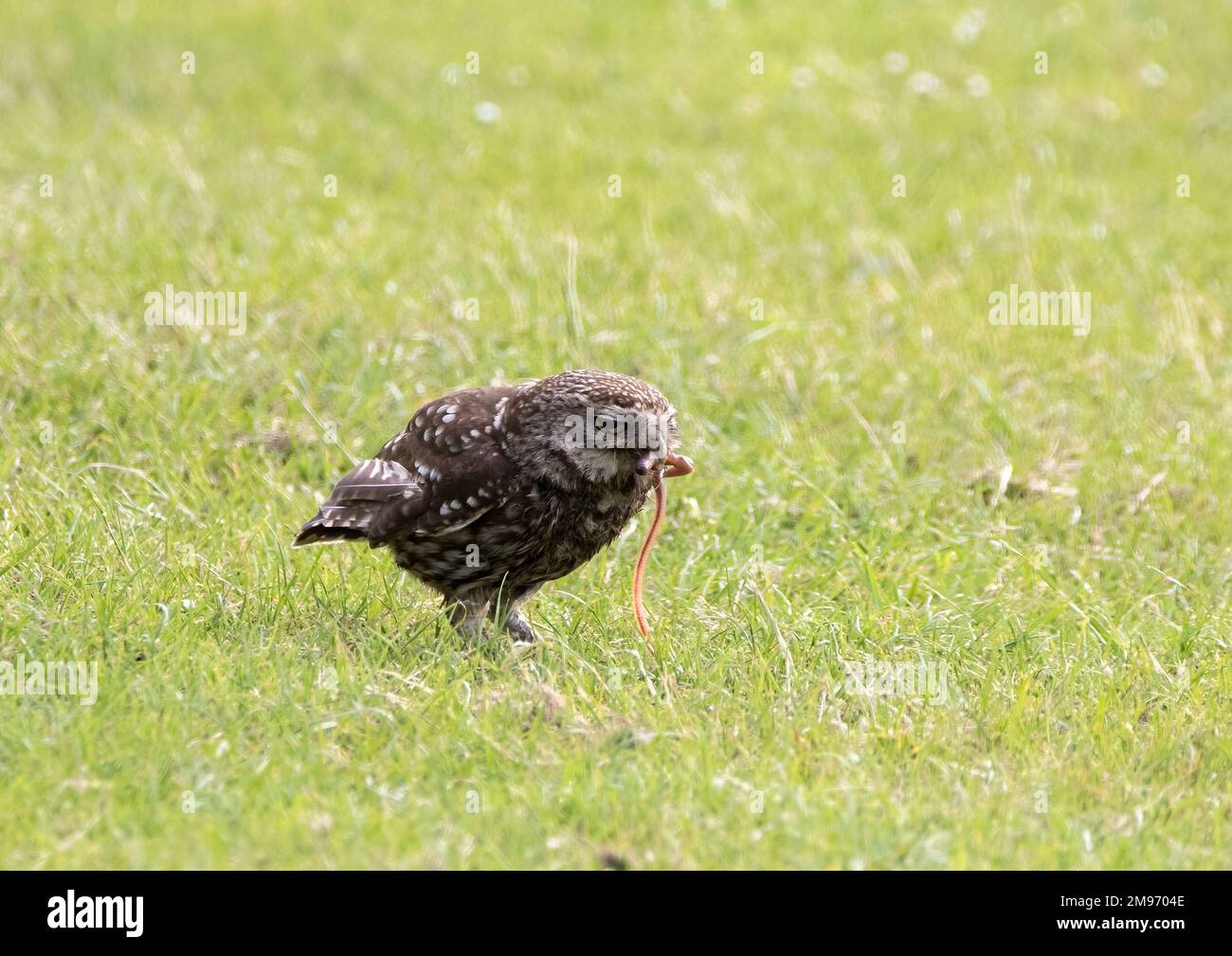 Die kleine Eule fängt den Wurm Stockfoto
