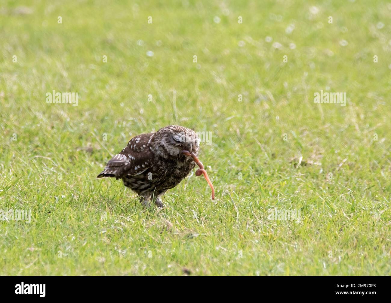 Die kleine Eule fängt den Wurm Stockfoto