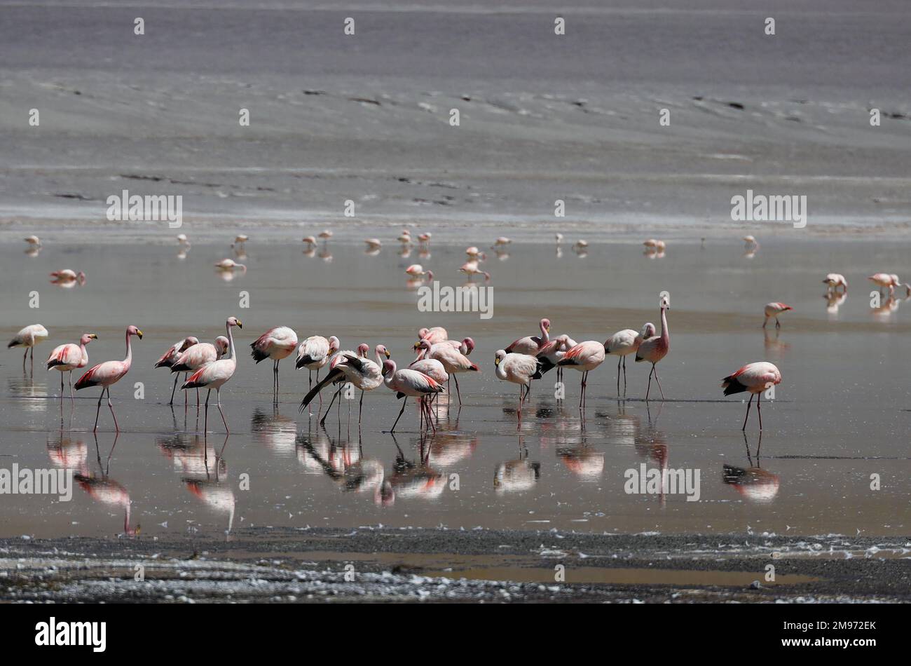 Flamingos in LAGUNA Grande, Catamarca, Argentinien Stockfoto