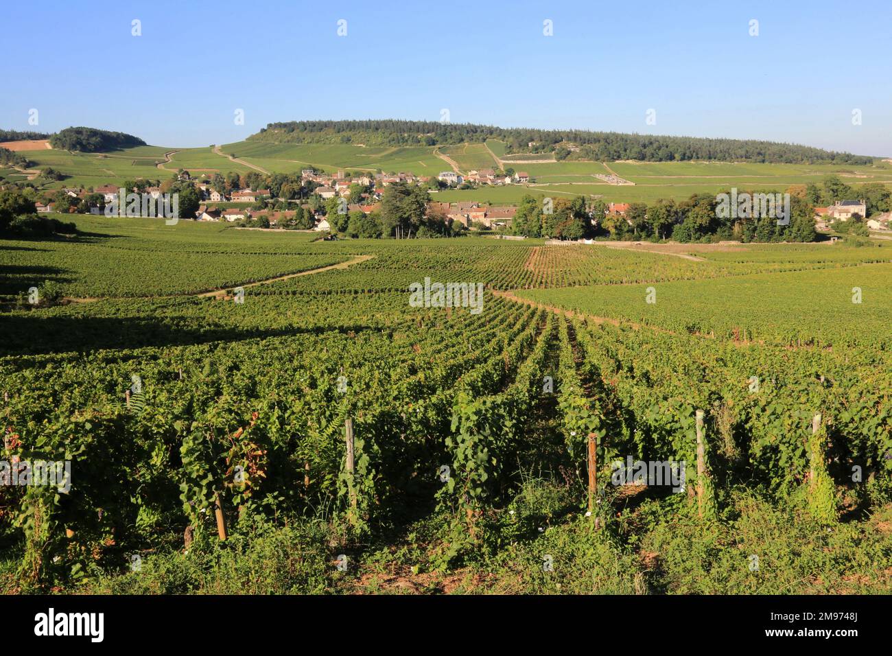 Weinberg. Mercurey. Bourgogne. Saône-et-Loire. Frankreich. Europa. Stockfoto