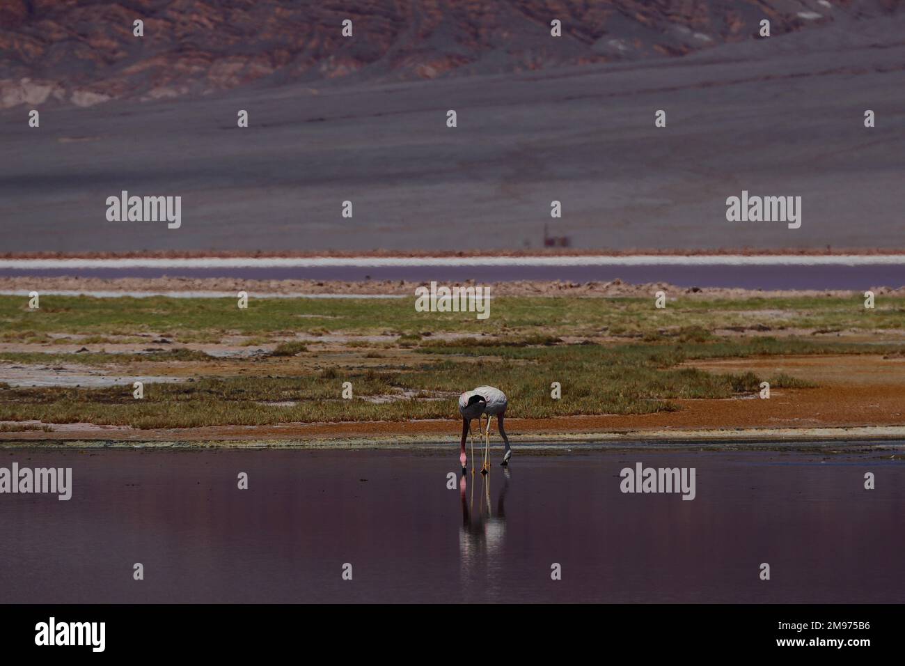 Flamingos im BIOSPHÄRENRESERVAT LAGUNA CARACHI PAMPA, Catamarca, Argentinien Stockfoto