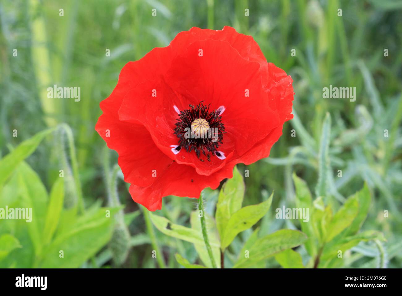 Coquelicot. Frankreich. - Nein. Frankreich. Stockfoto