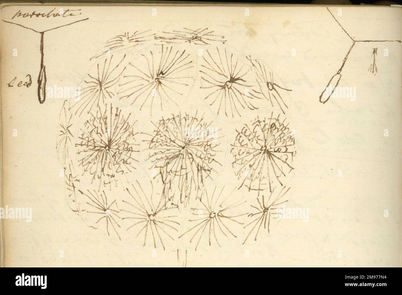 Eine Skizze von Ziegenbart und zwei Diagramme von ObstFallschirmspringen. Design-Illustration aus Cayleys Original-Notizbuch. Stockfoto