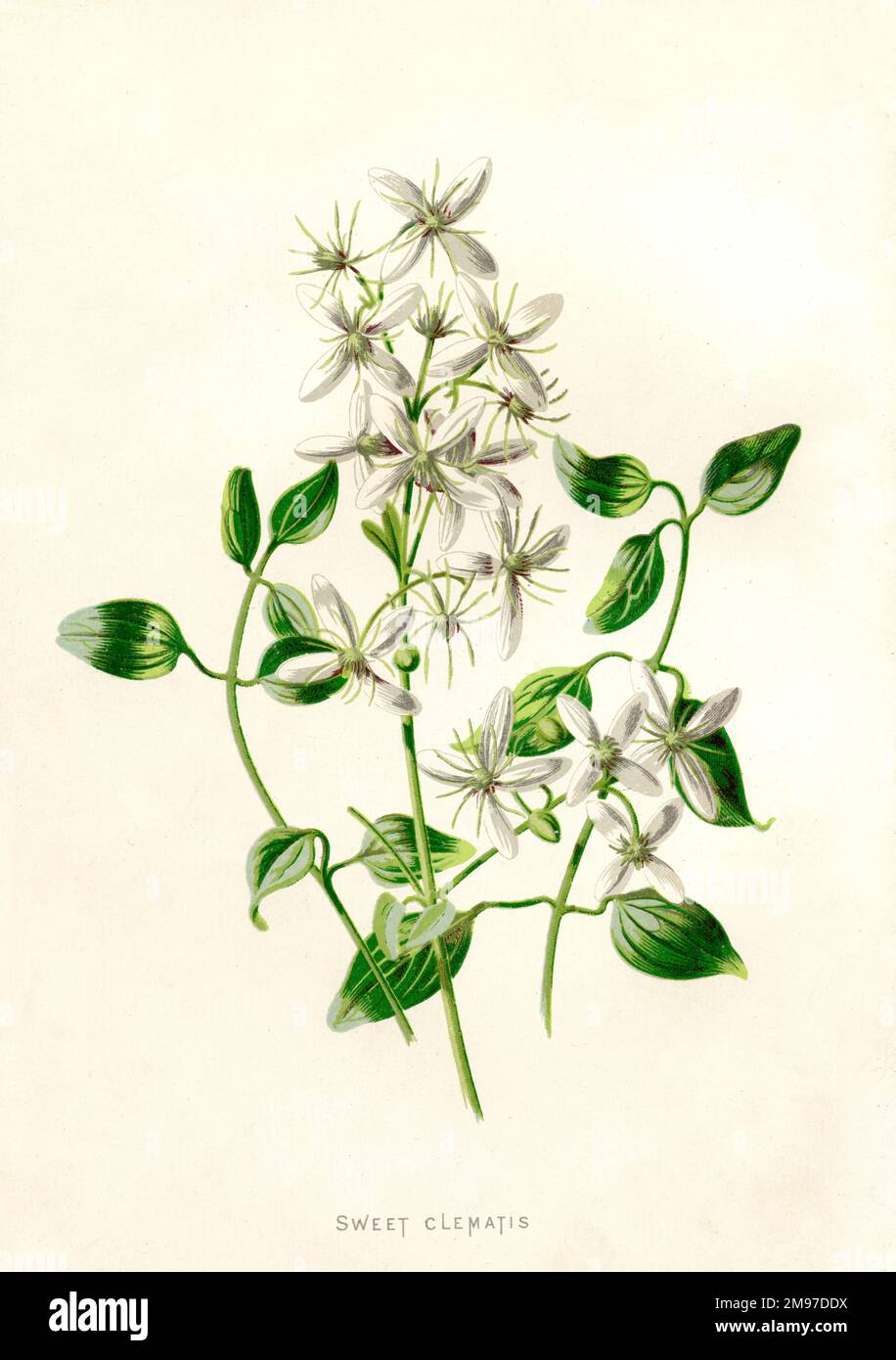 Wunderschöner botanischer Druck einer süßen Clematis-Pflanze Stockfoto