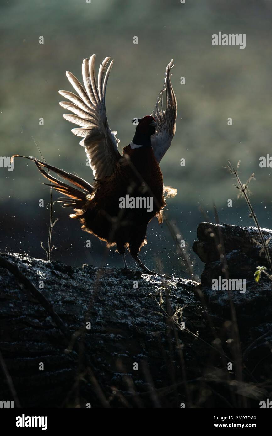 Vor Gefahr fliegen. Großbritannien: DIESE WUNDERSCHÖNEN verschneiten Bilder, die am 16. Januar 2023 aufgenommen wurden, zeigen, wie schön die englische Tierwelt sein kann. Ein Bild zeigt eine Sika Stockfoto