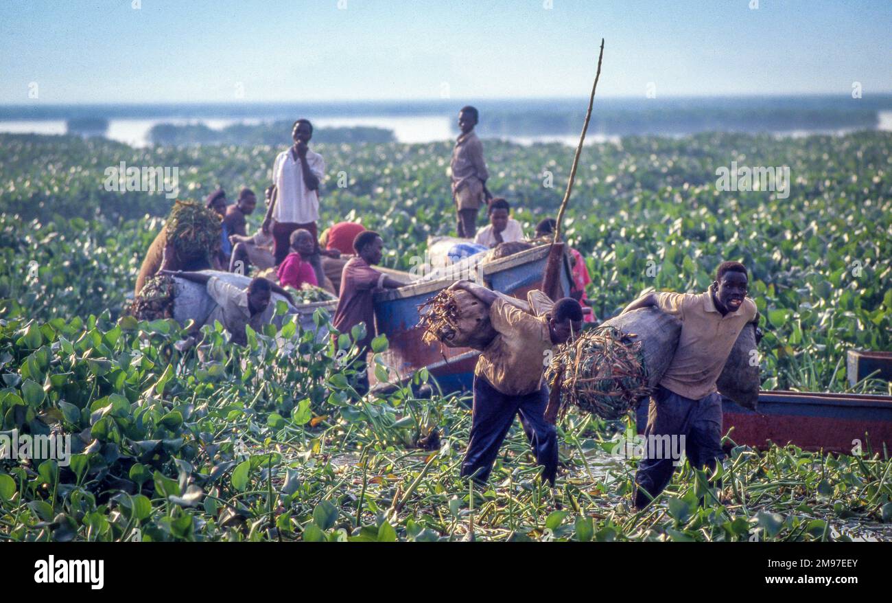 Uganda, Fischerei am Victoria-See. Wasserhyazinthen sind eine Pflanze, die die Fischbestände bedroht und daher für viele pe eine Umweltkatastrophe darstellt Stockfoto