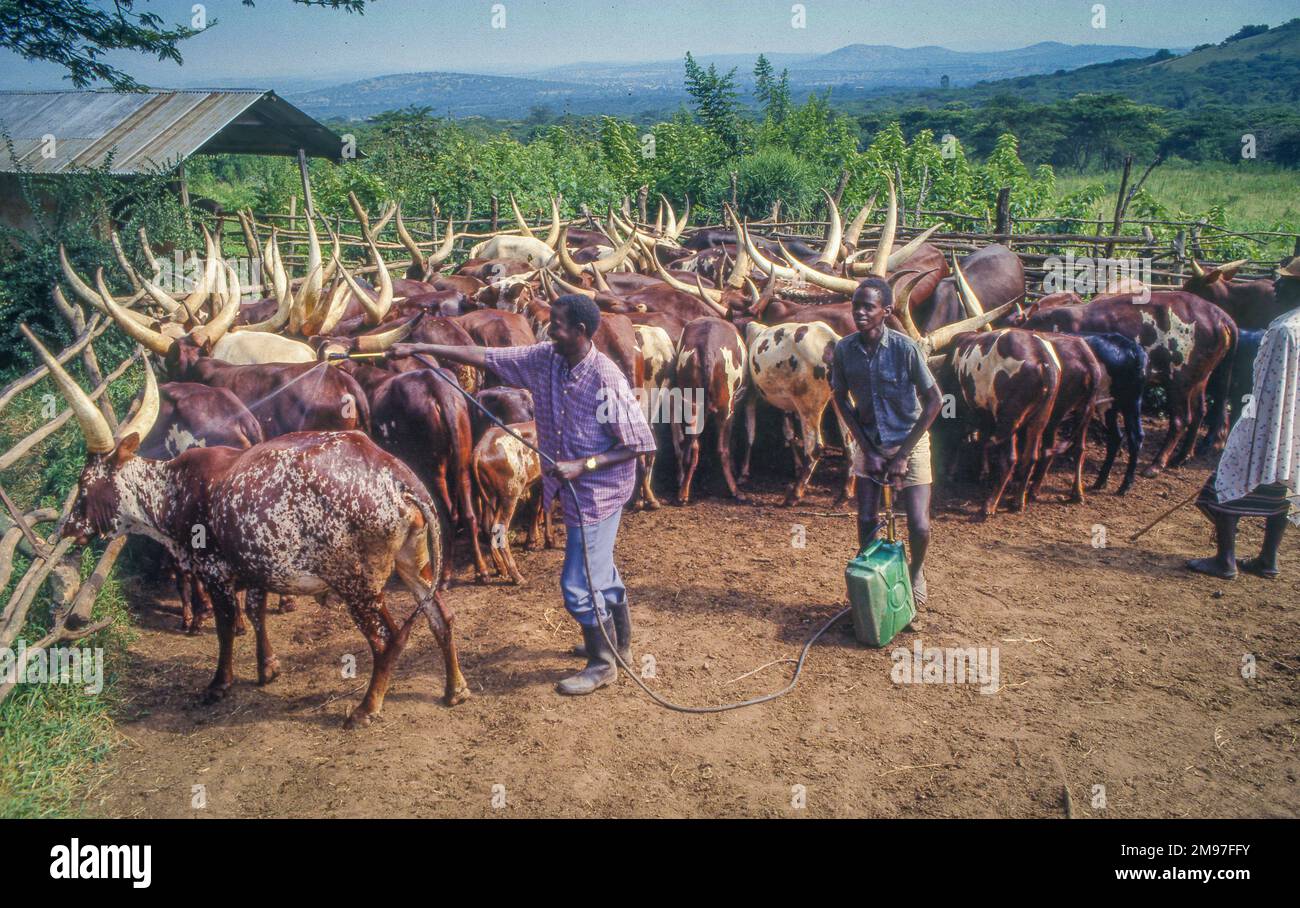 Uganda, Mbarara; Bauern sprühen das Vieh zum Schutz vor Ungeziefer. Stockfoto