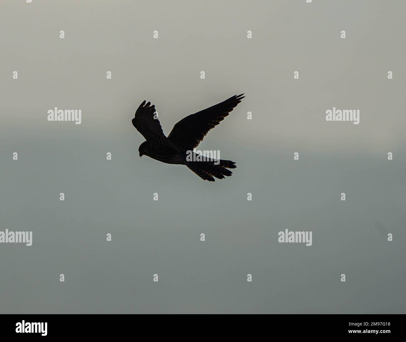 Fliegender Falke Cucoloris Stockfoto