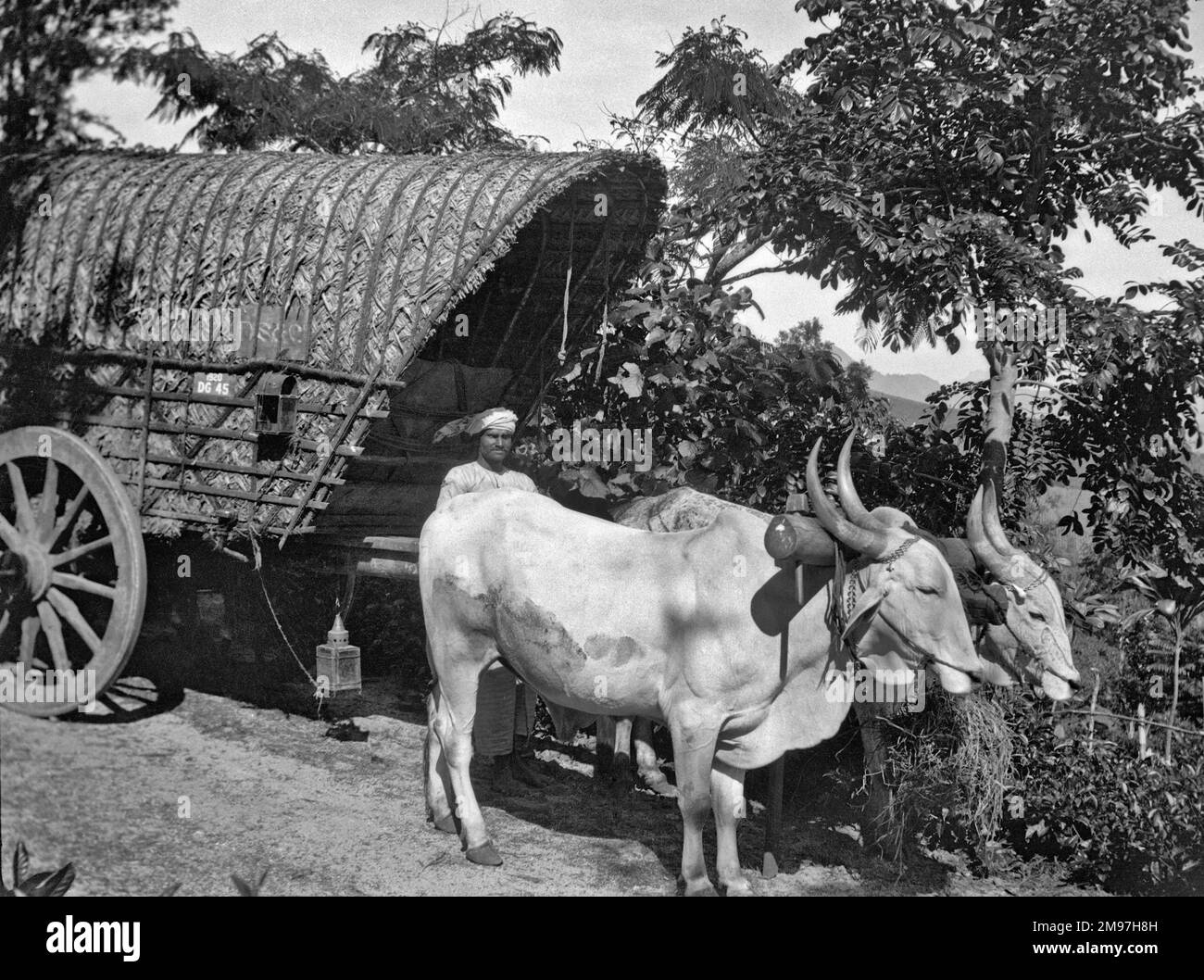 Mann mit Ochsenkarren, Indien. Stockfoto