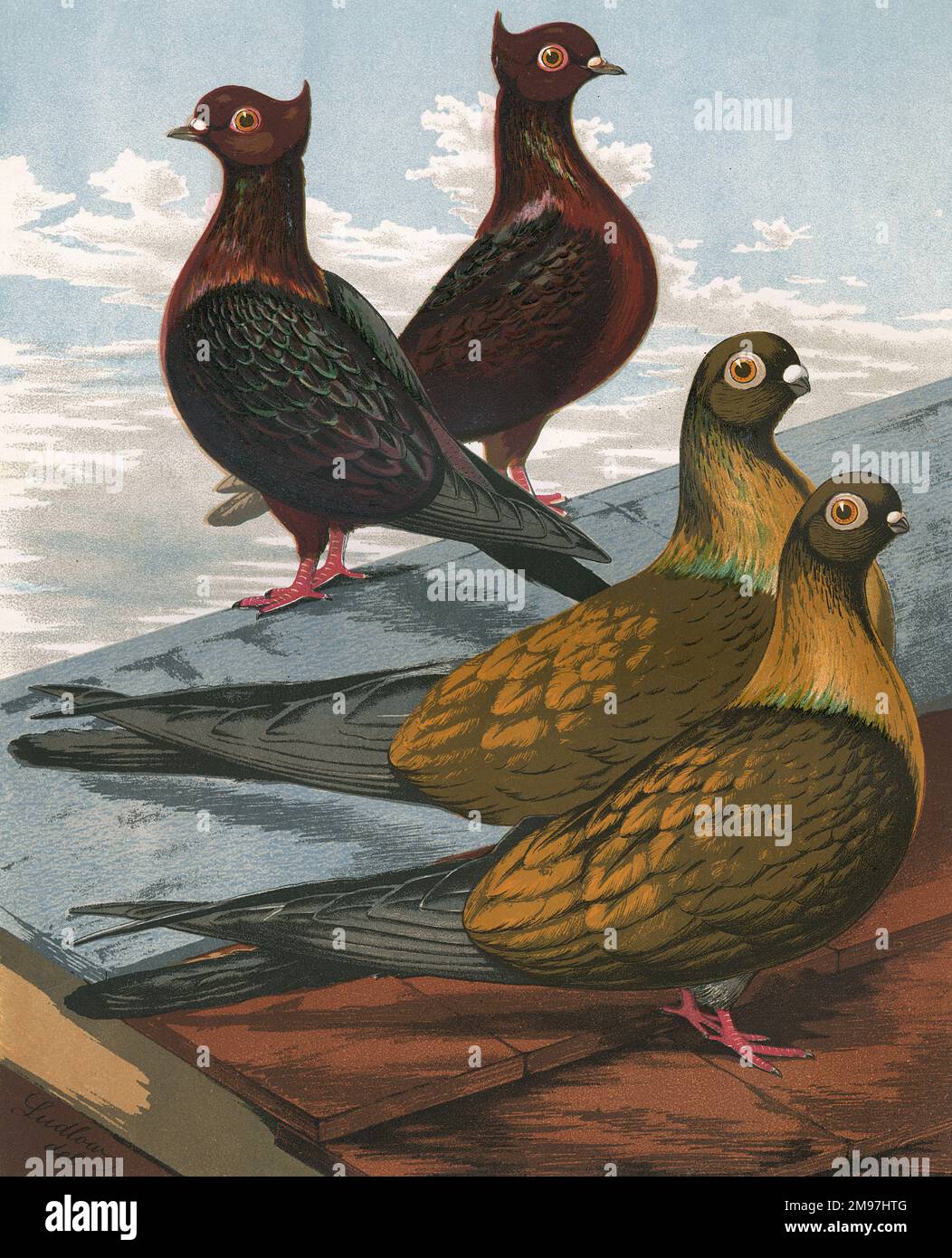 Ein Porträt von zwei Arten von schicken Tauben, wie die Illustration zeigt, gibt es zwei Erzengel und zwei Swifts, auch bekannt als „Ägyptische Swifts“. Erzengel werden für ihr ungewöhnliches Aussehen und für den metallischen Glanz ihrer Federn geschätzt. Wie in dieser Abbildung zu sehen ist, haben sie auch dunkelorange Augen und ein Gipfelwappen. Der Swift ist vor allem für seine langen Flügel, seinen Schwanz und seinen kurzen Schnabel bekannt. Stockfoto