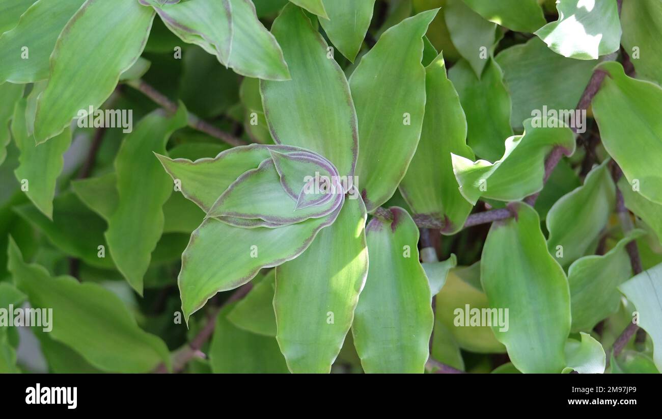 Verengung der Callisia-congesta-Pflanze mit dicken grünen Blättern und lila Umriss am Rand der Blätter. Stockfoto