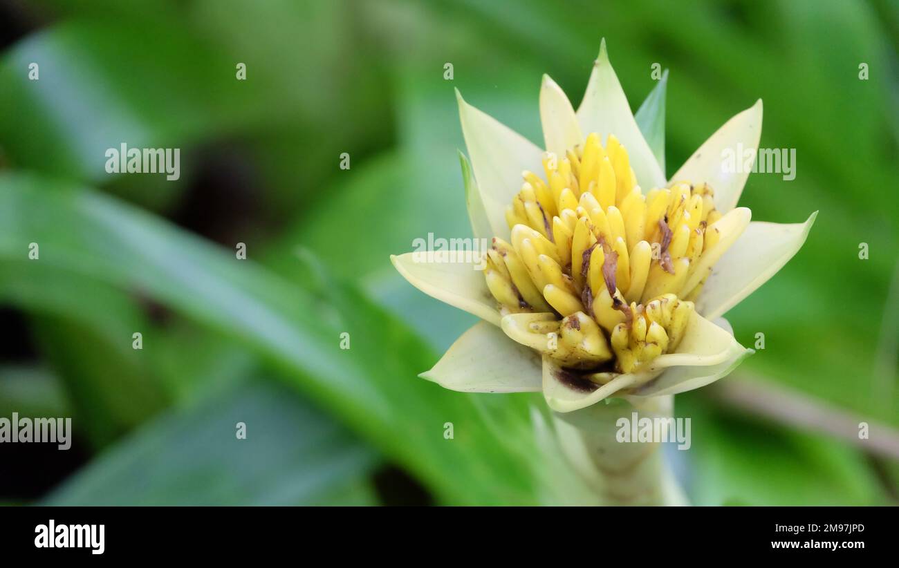 Nahaufnahme einer blühenden gelben Bromelienblume mit grünen Blättern im Hintergrund. Stockfoto