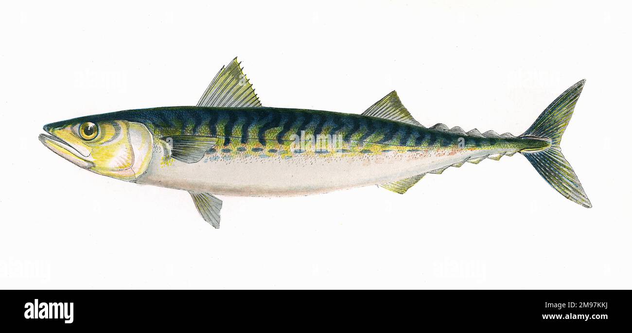 Scomber scombrus oder Atlantic Mackerel. Stockfoto