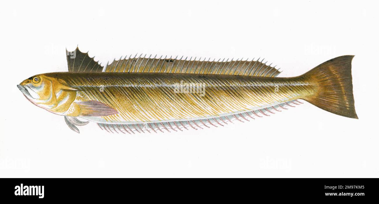 Trachinus draco, oder Greater Weever, auch bekannt als Sting Bull and Catfish. Stockfoto