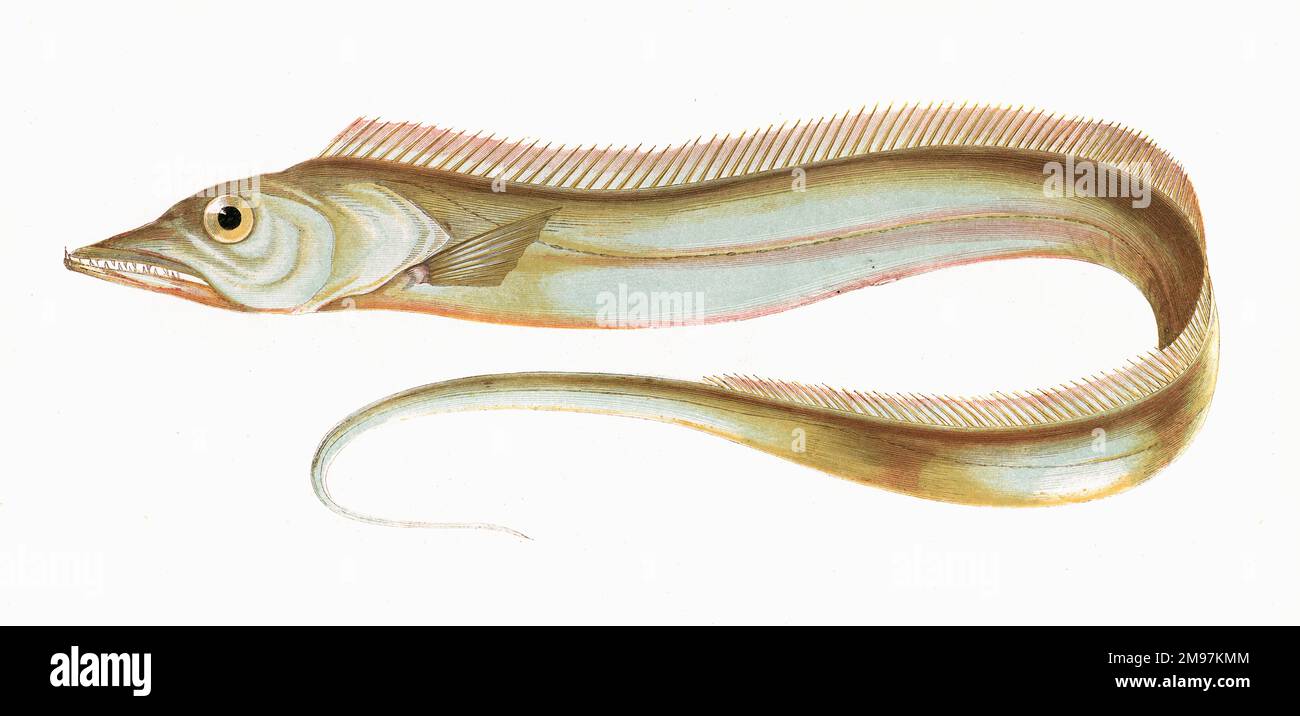 Trichiurus lepturus oder Largehead Hairtail, eine Art Tintenfisch, auch bekannt als Beltfish und Bladefish. Stockfoto