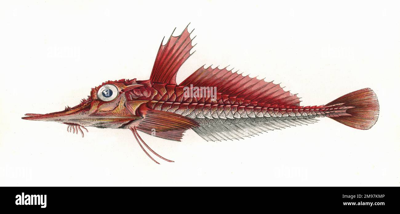 Peristedion oder bewaffnet (gepanzert, gepanzert) Gurnard oder Searobin. Stockfoto