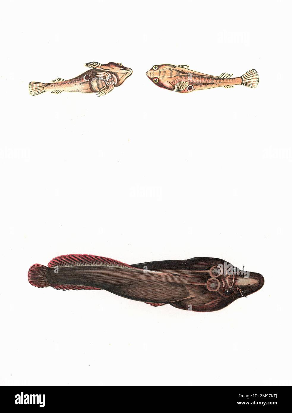 Lepadogaster lepadogaster Ausgeschnittene Stockfotos und bilder Alamy