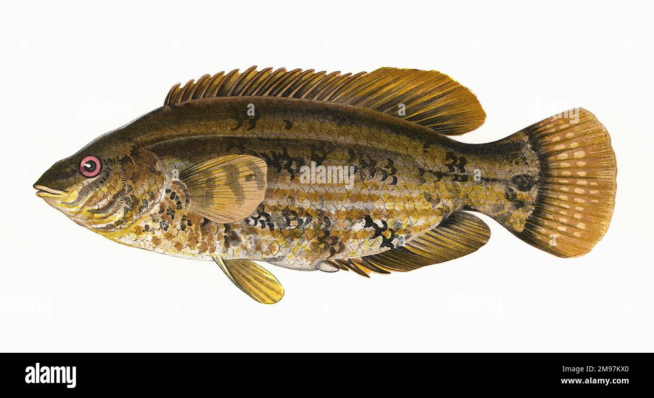 Symphodus Bailloni oder Baillon's Wrasse. Stockfoto