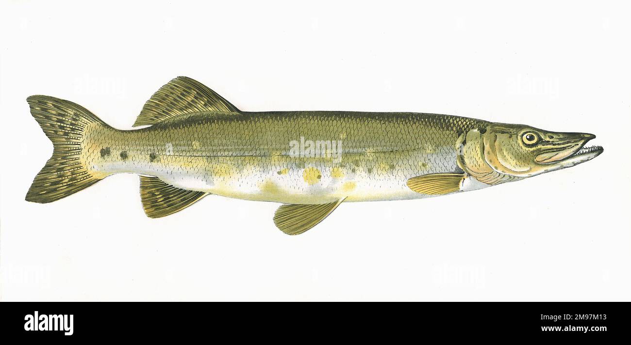 Esox lucius, oder Northern Pike, auch bekannt als Pike, Jack oder Jackfish, ein Süß- und Brackwasserfisch. Stockfoto