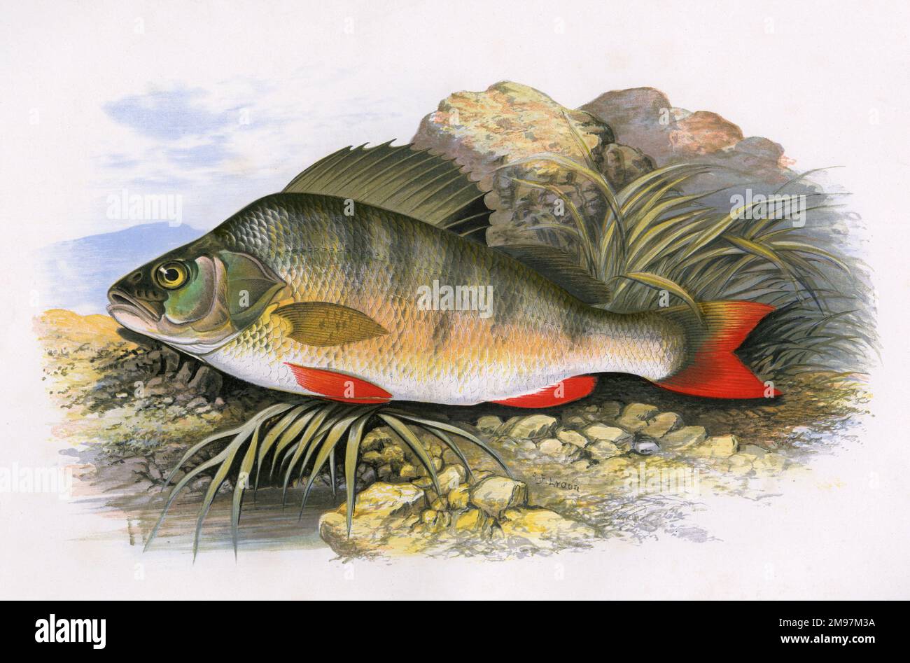 Perca fluviatilis oder European Perch, auch bekannt als Redfin Perch und English Perch. Stockfoto