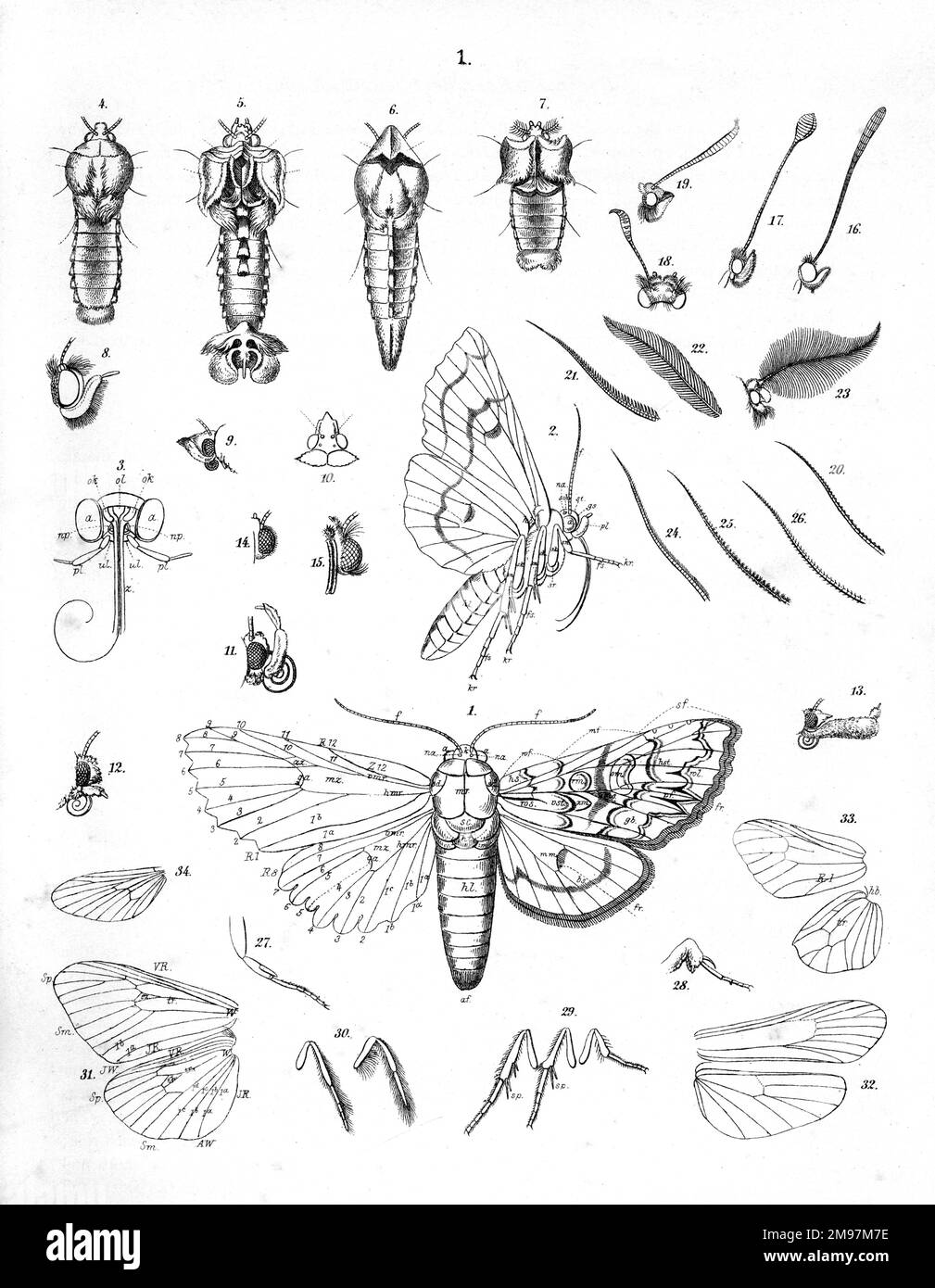 Illustration, Details des perfekten Insekts. Stockfoto
