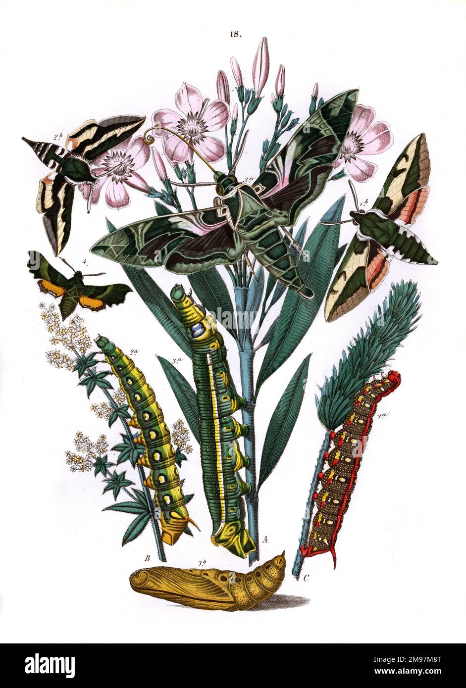 Illustration, Sphingidae -- Deilephila Euphorbiae, Deilephila Galii, Choerocampa Nerii, Pterogon Proserpina. Bei den Pflanzen handelt es sich um Oleander (Nerium Oleander), Weißes Bedstroh (Galium Mollugo) und Blattspieße (Euphorbia Esula). Stockfoto