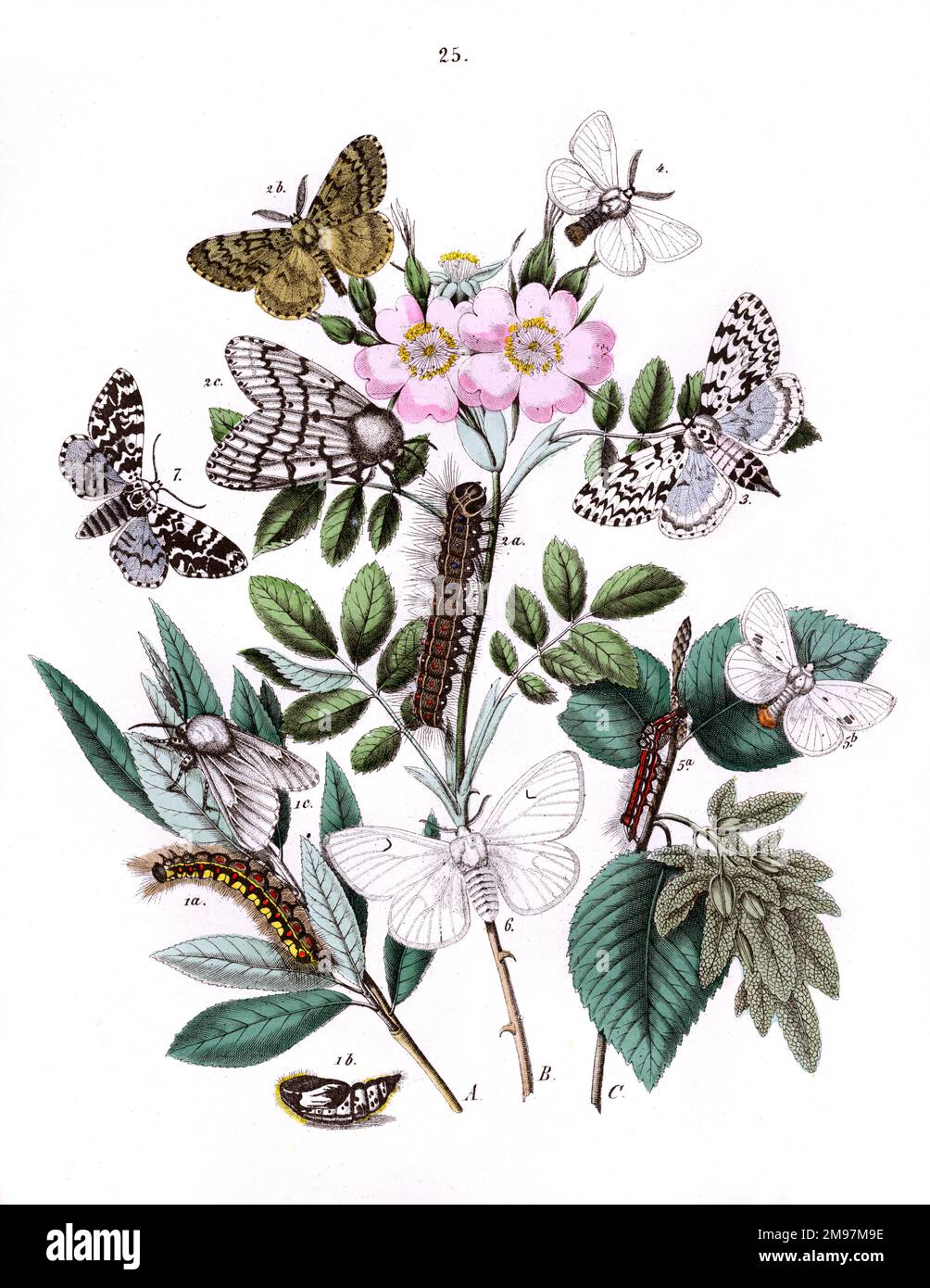Illustration, Liparidae Bombycoidae Salicis, Ocneria