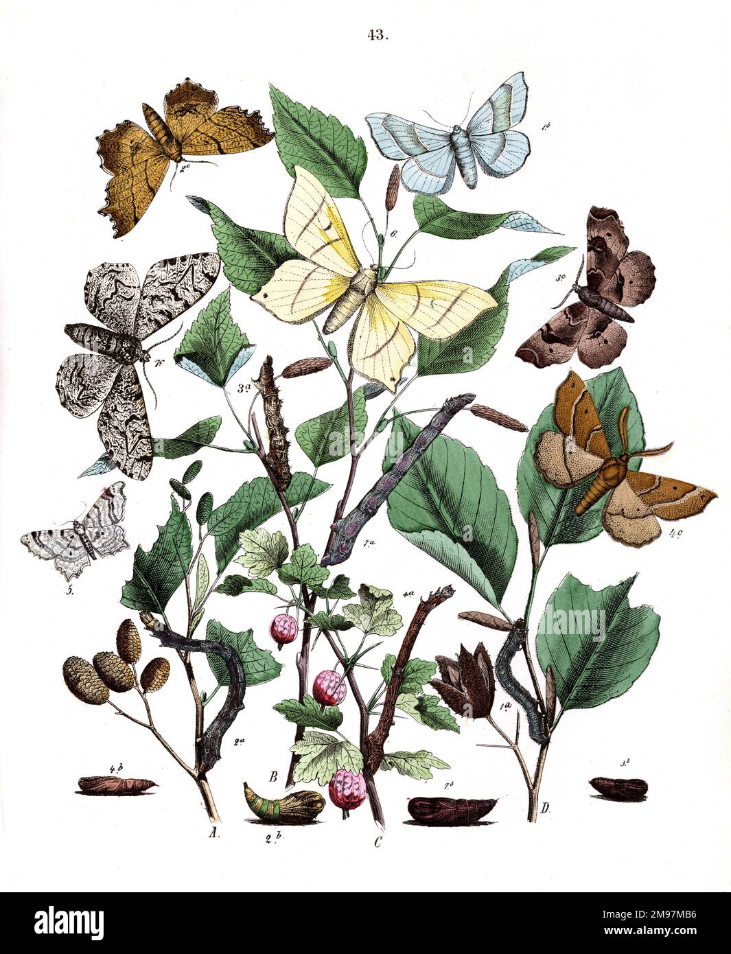 Illustration, Dendrometridae -- Metrocampa Margaritaria, Eugonia Autumnaria, Selenia Tetralunaria, Himera Pennaria, Macaria Notata, Urapteryx Sambucaria, Amphidasis Betularia. Die Pflanzen sind Alder (Alnus glutinosa), Birke (Betula Alba), Stachelbeere (Ribes grossularia) und Buche (Fagus sylvatica). Stockfoto