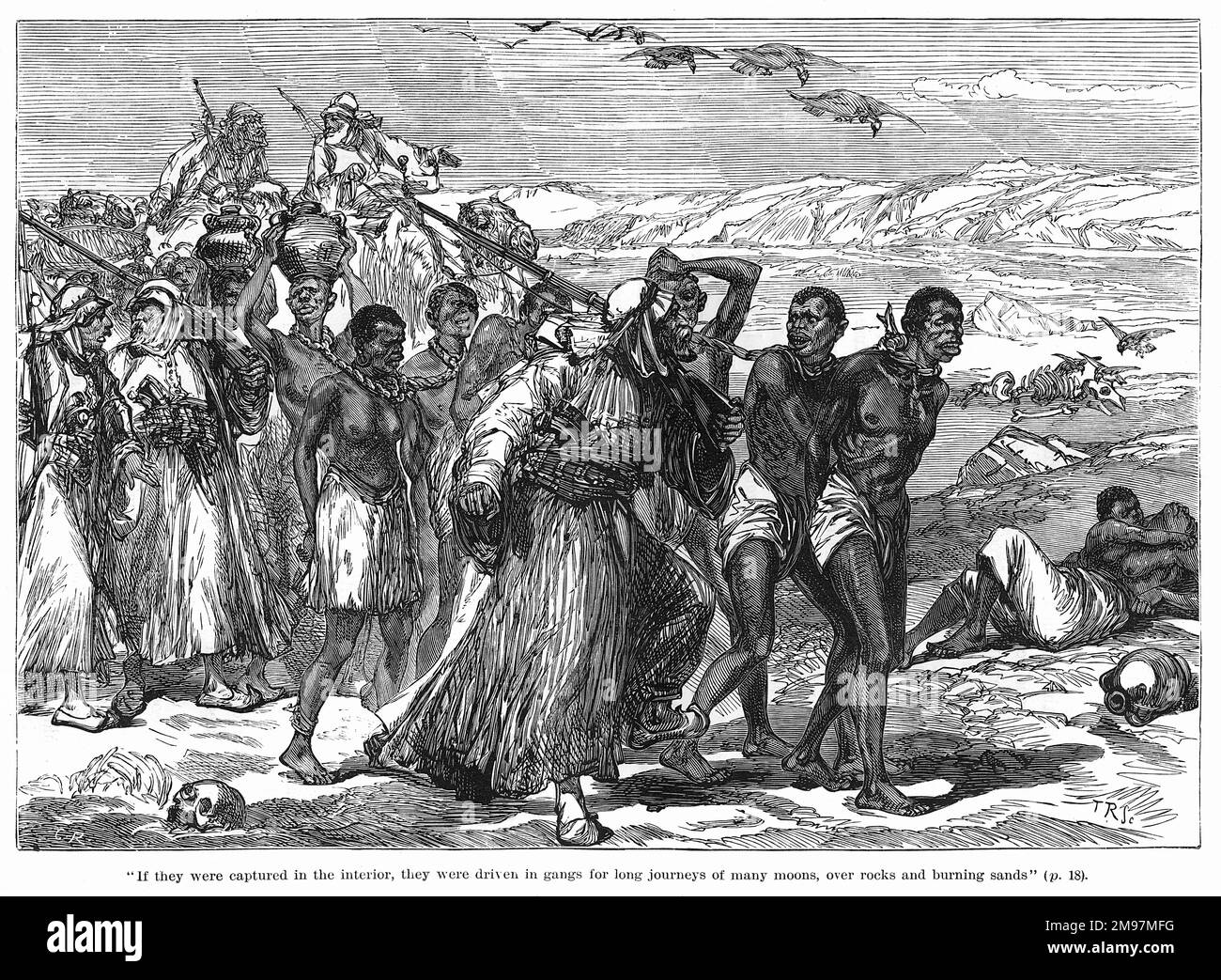 Gefangennahme von Afrikanern für die Sklaverei -- wenn sie im Inneren gefangen wurden, wurden sie gefesselt und in Banden für lange Reisen über Felsen und brennenden Sand zur Küste gefahren. Stockfoto